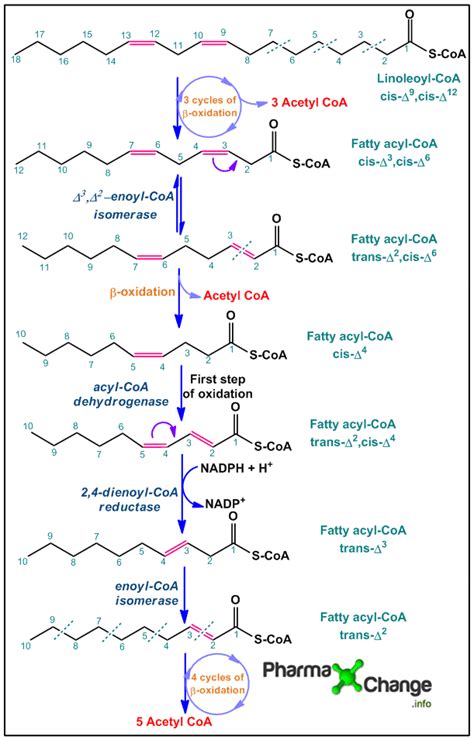beta oxidation of unsaturated fatty acids